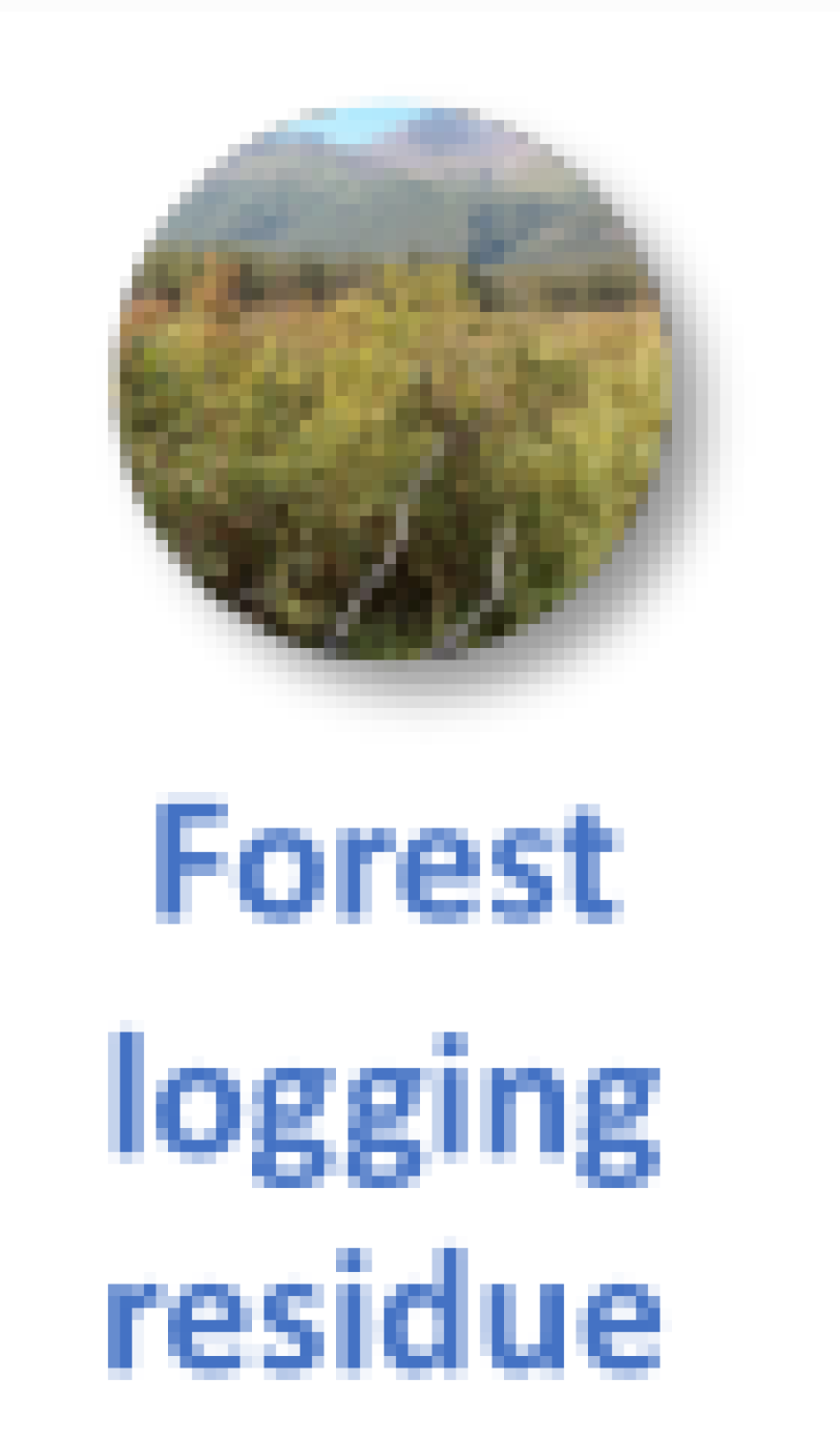 forestloggingresidue