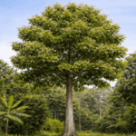 Group logo of Teak Growth and Yield